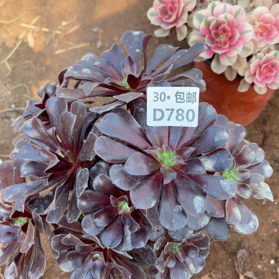 780 多肉法师侧枝不包