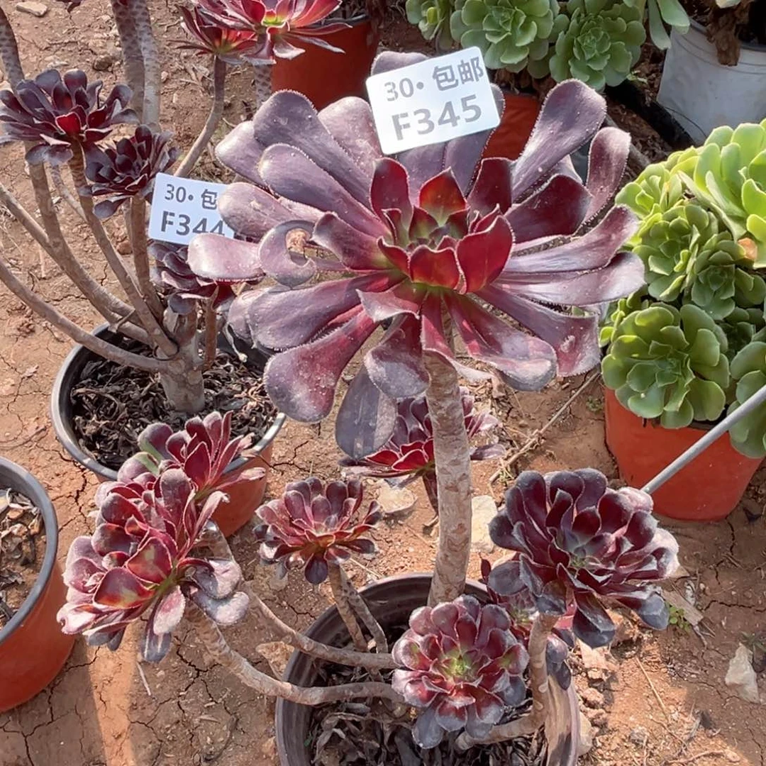 1***爱345 多肉法师绿植