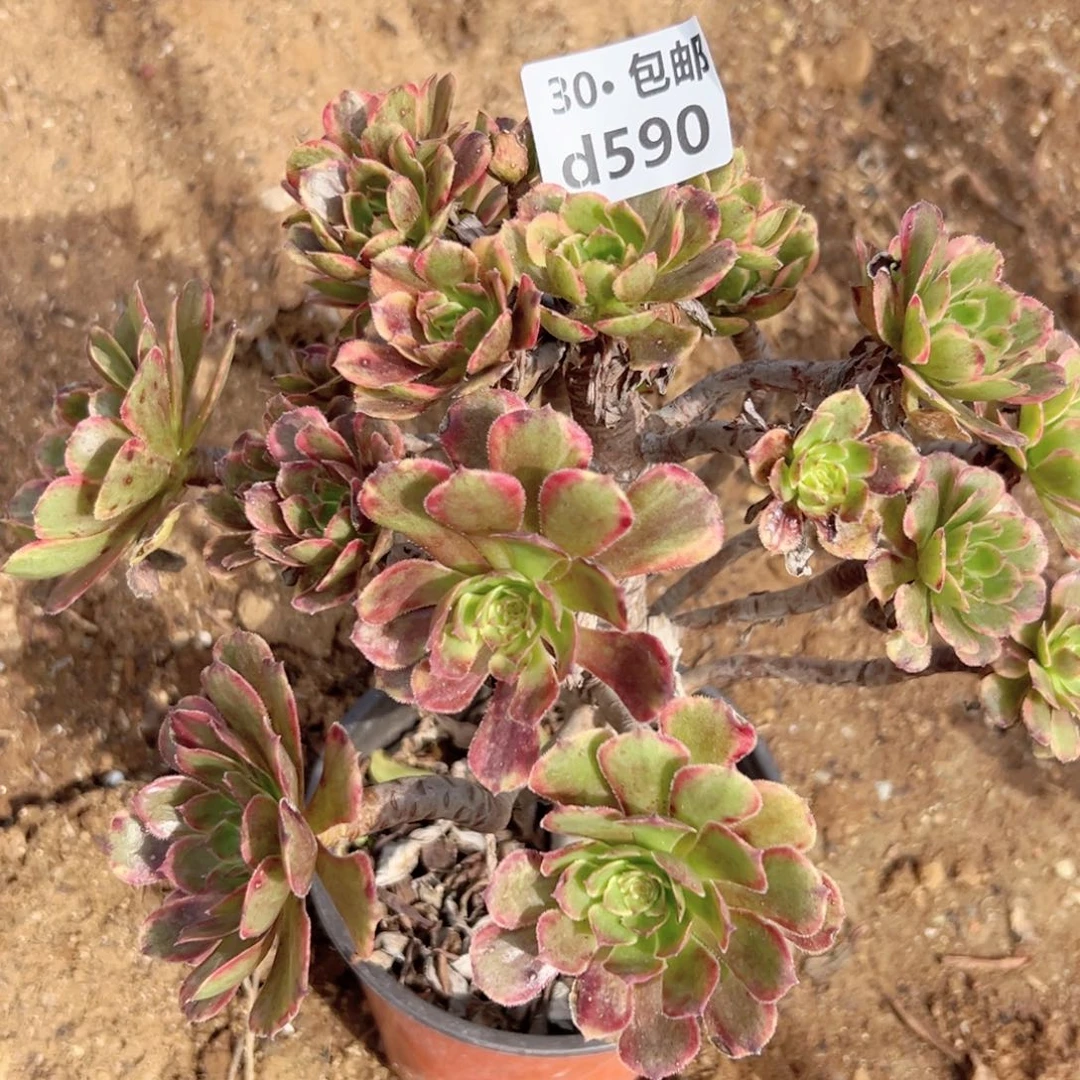 会****人590多肉法师绿植