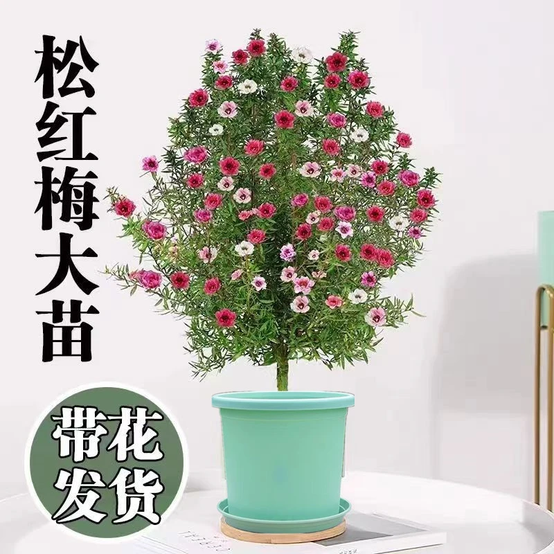 【松红梅】【原盆原土带花苞】多色花带花苞三色梅澳洲松红梅室内花卉