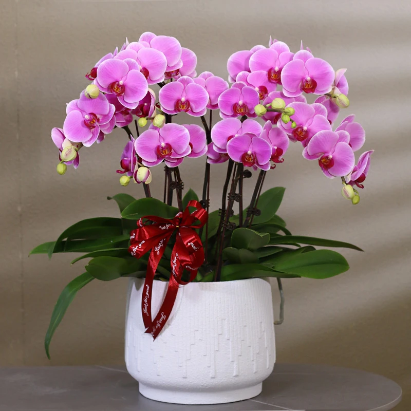 蝴蝶兰【无与伦比】带花带盆组好伴手礼送礼茶桌婚礼工位美化装饰