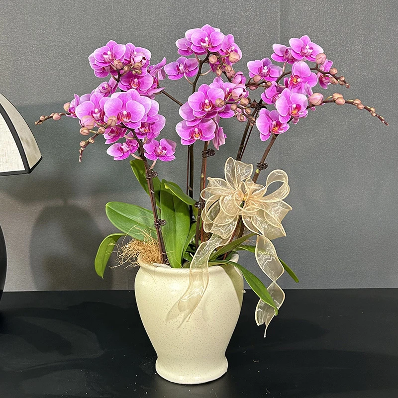 蝴蝶兰【胭脂】带花带盆组好发货 客厅 庭院 别墅 阳台 婚礼