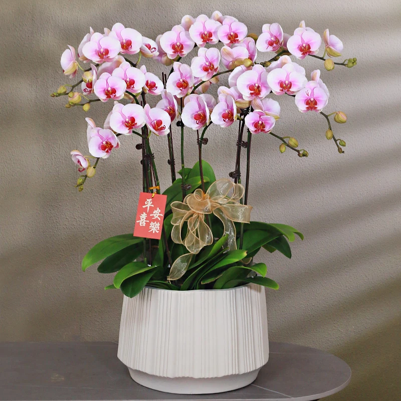 蝴蝶兰【樱花】 带花带盆组好伴手礼送礼茶桌客厅婚礼美化装饰