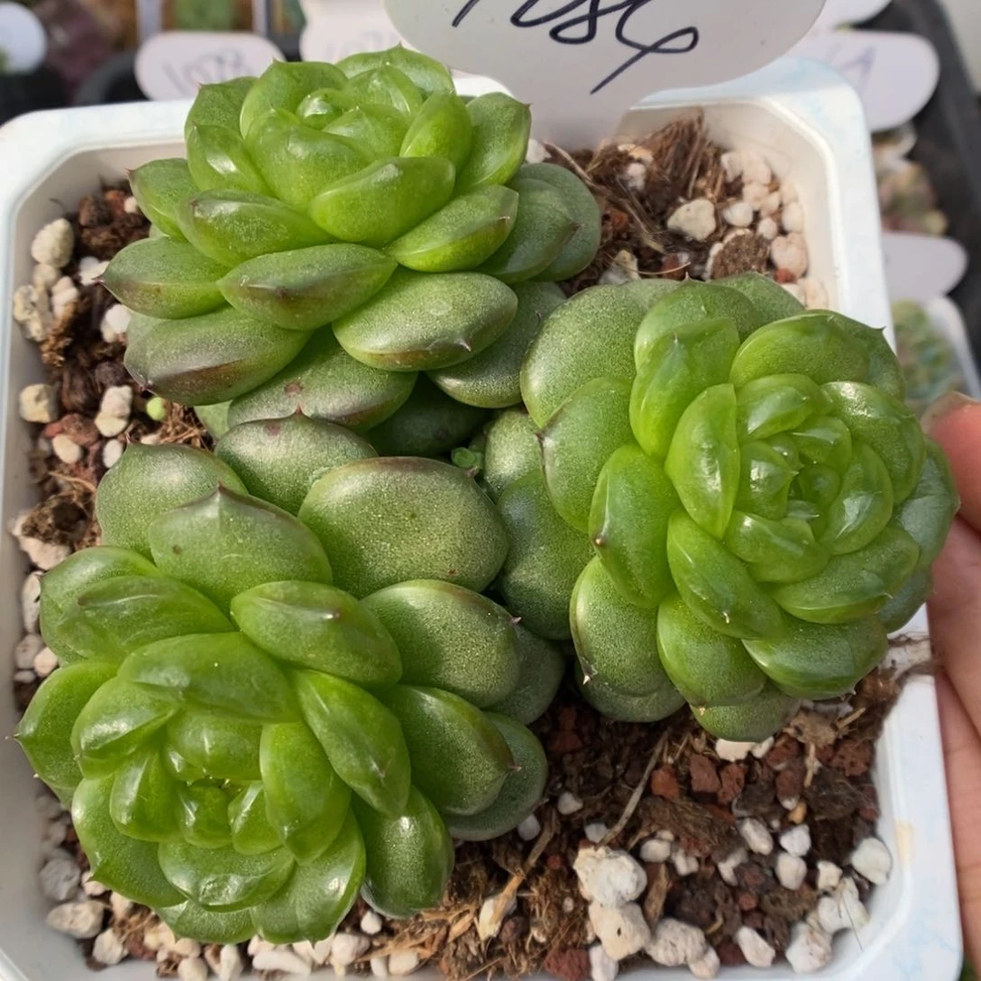 灯泡珍妮群生1084号。
