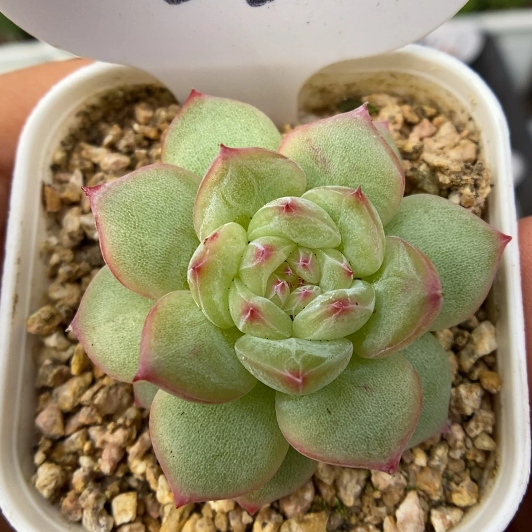 寒绯单头可拍260号