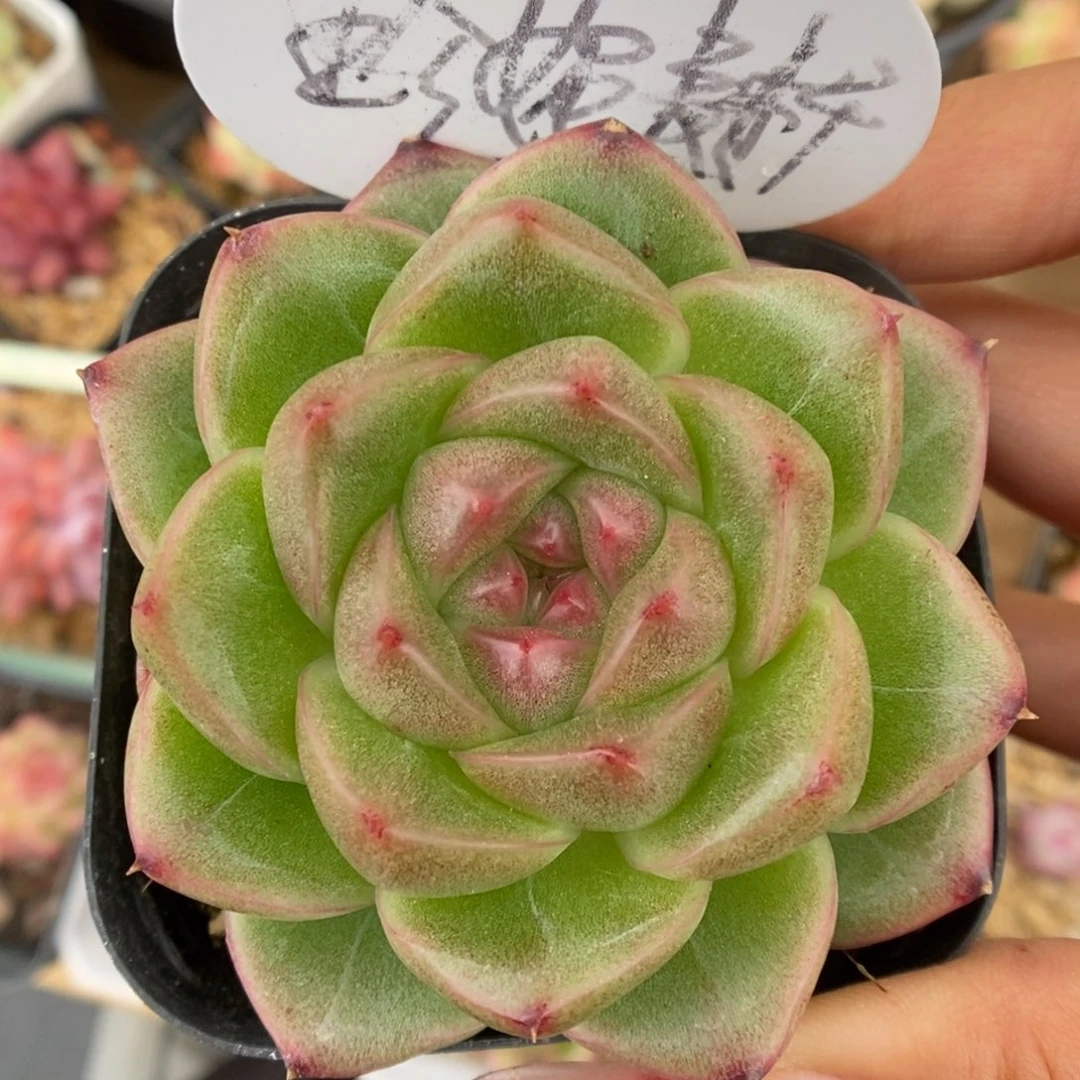 珍妮麦秆可拍。