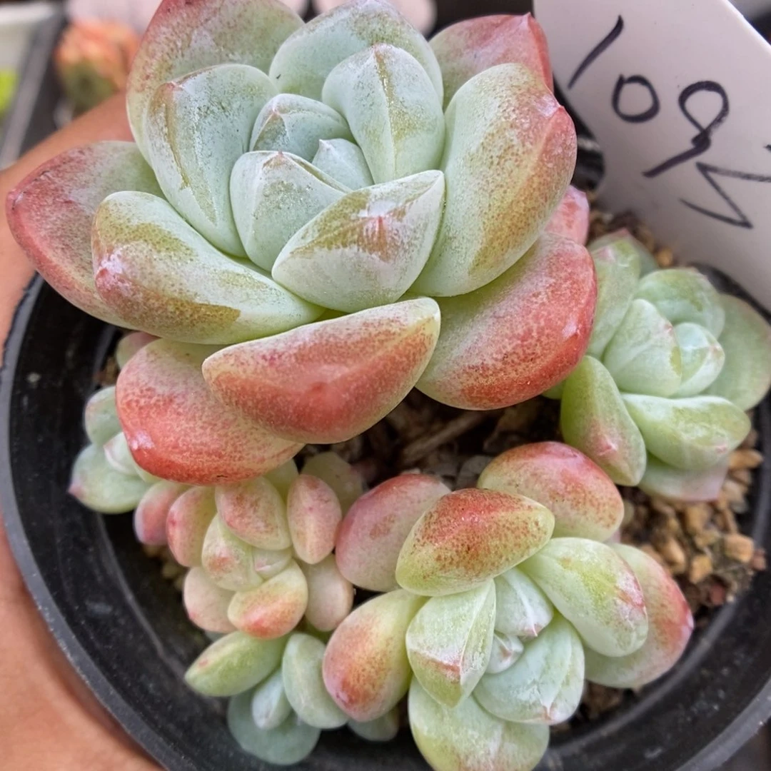 冰玉群生可拍1093号