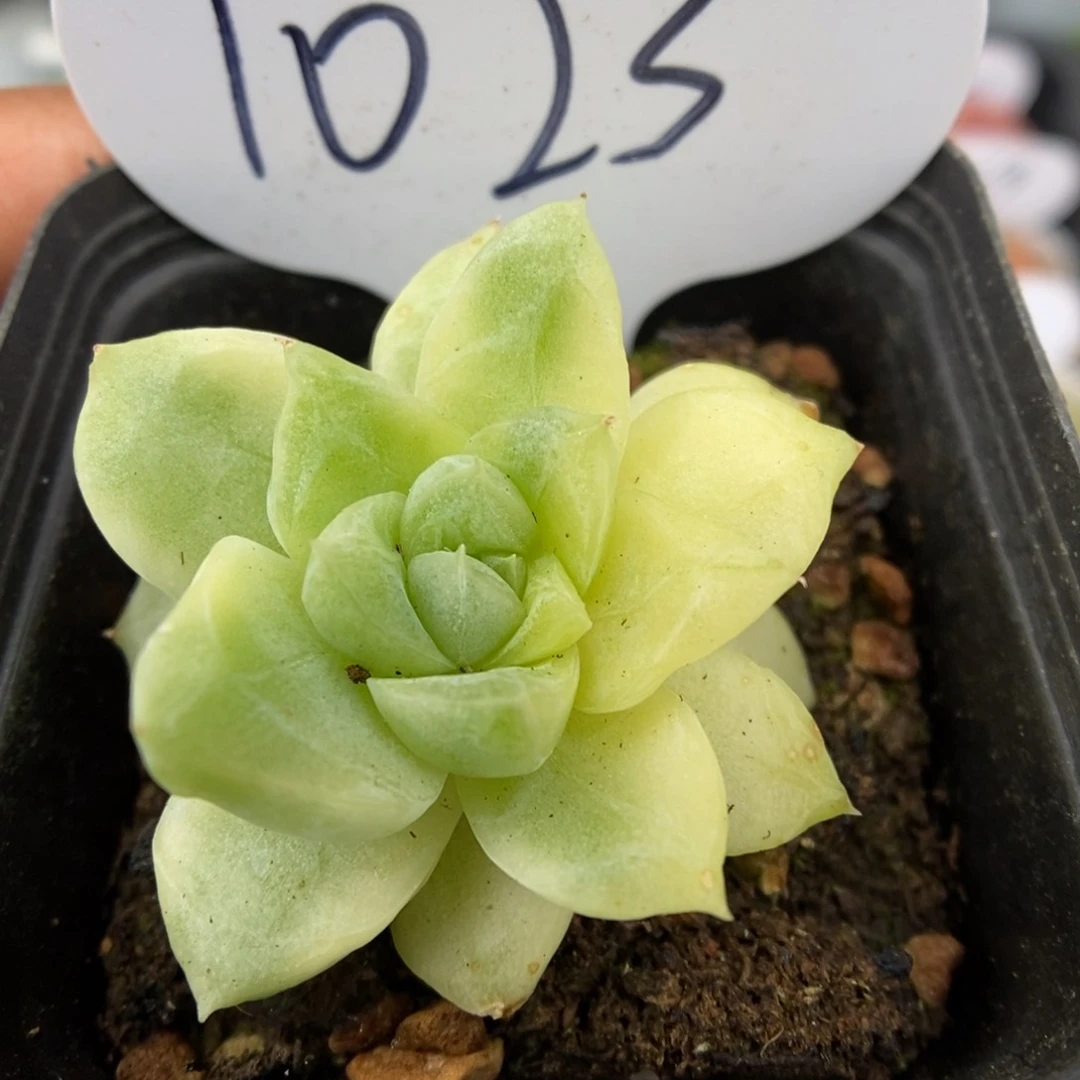 珍妮锦可拍1023号。
