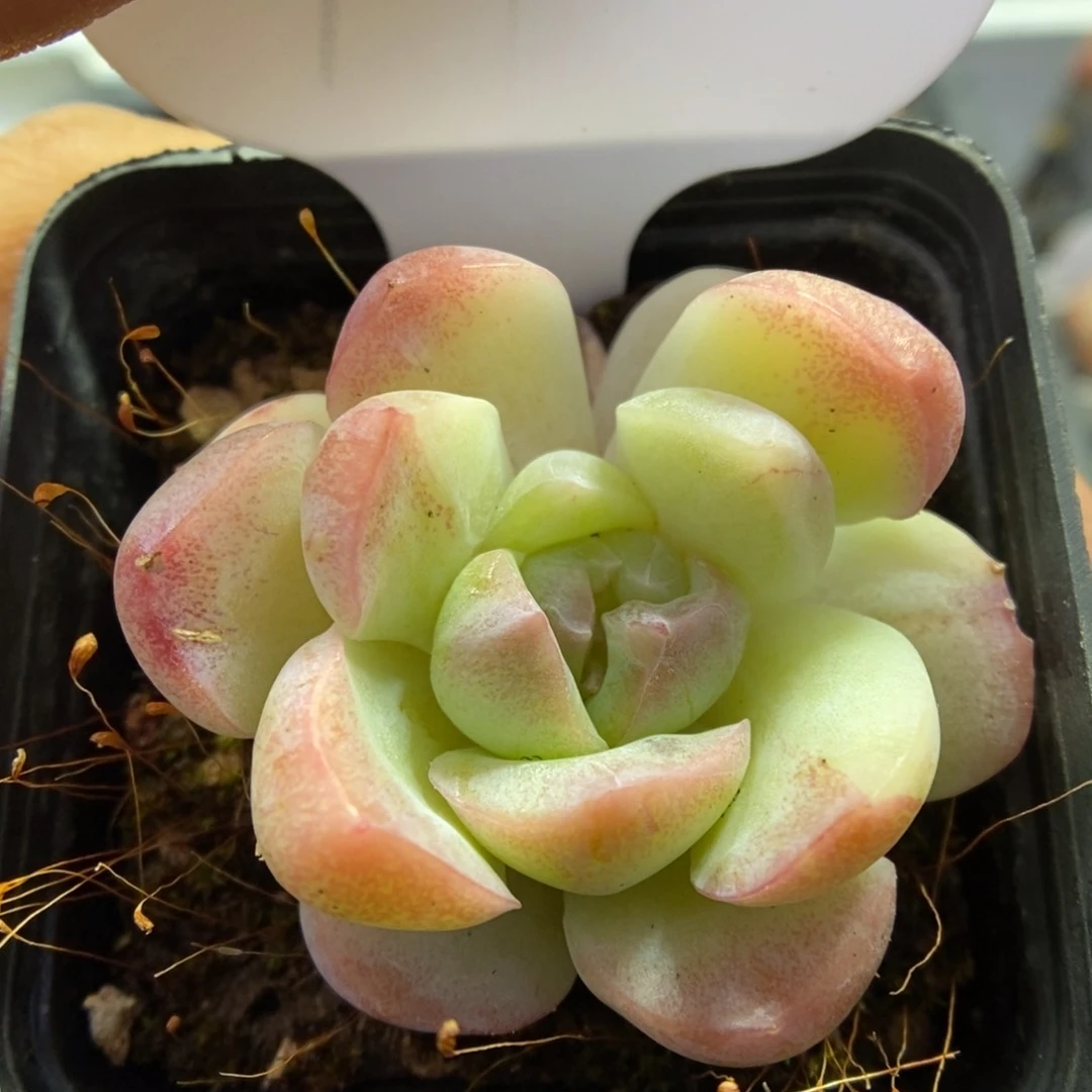 珍妮锦可拍94号