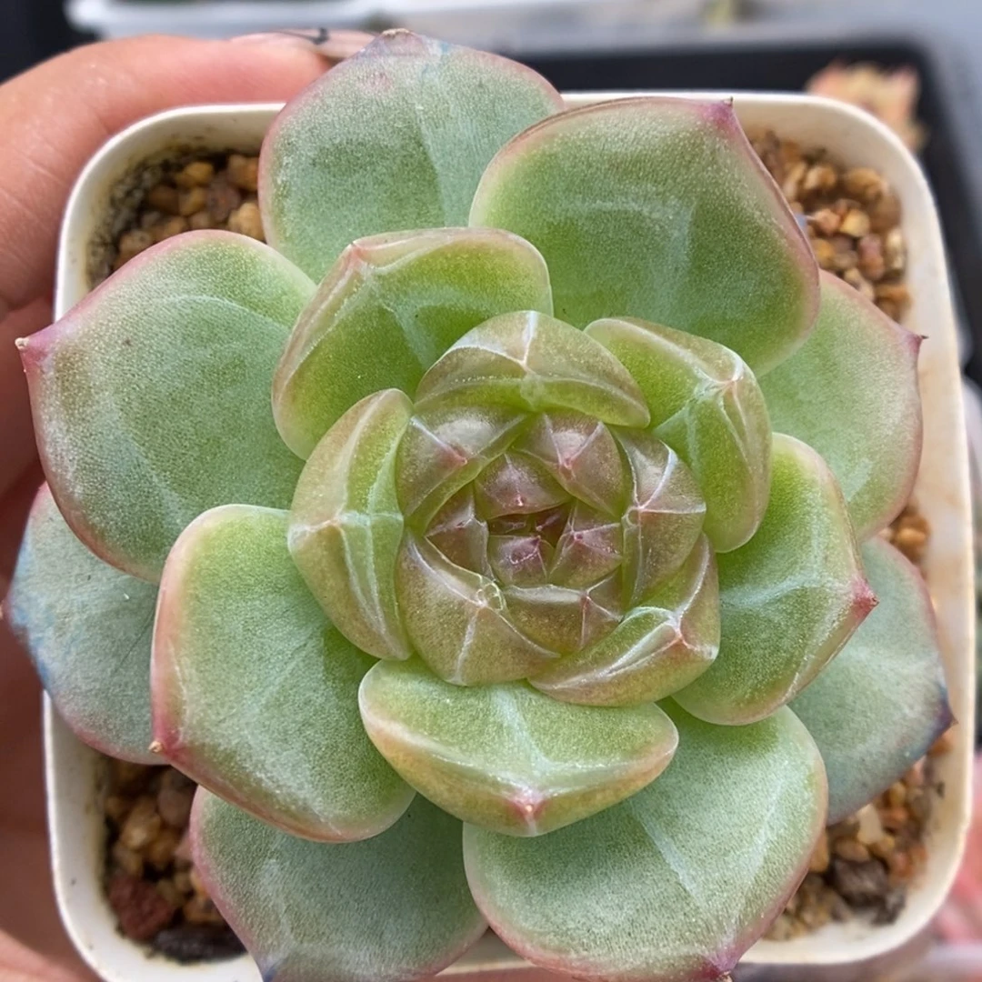钻石透心珍妮可拍1186