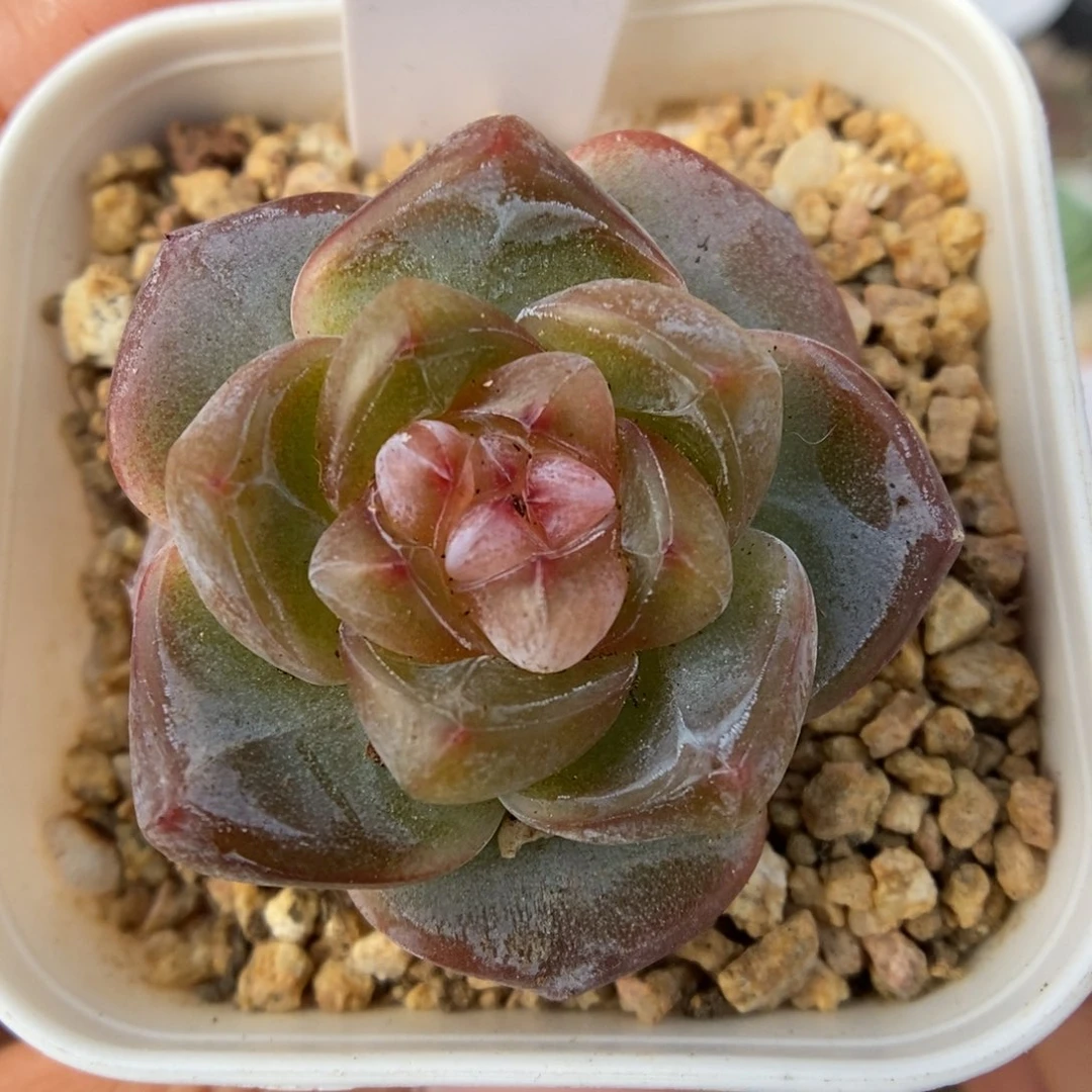 红糖珍妮可拍1053号。