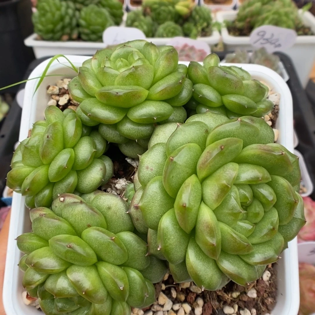 灯泡珍妮群生可拍9004号。