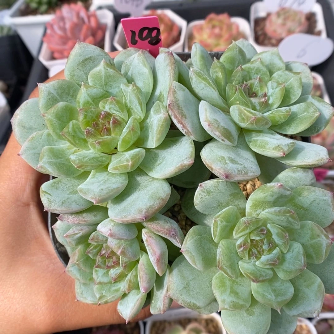 老桩珍妮四头群生可拍