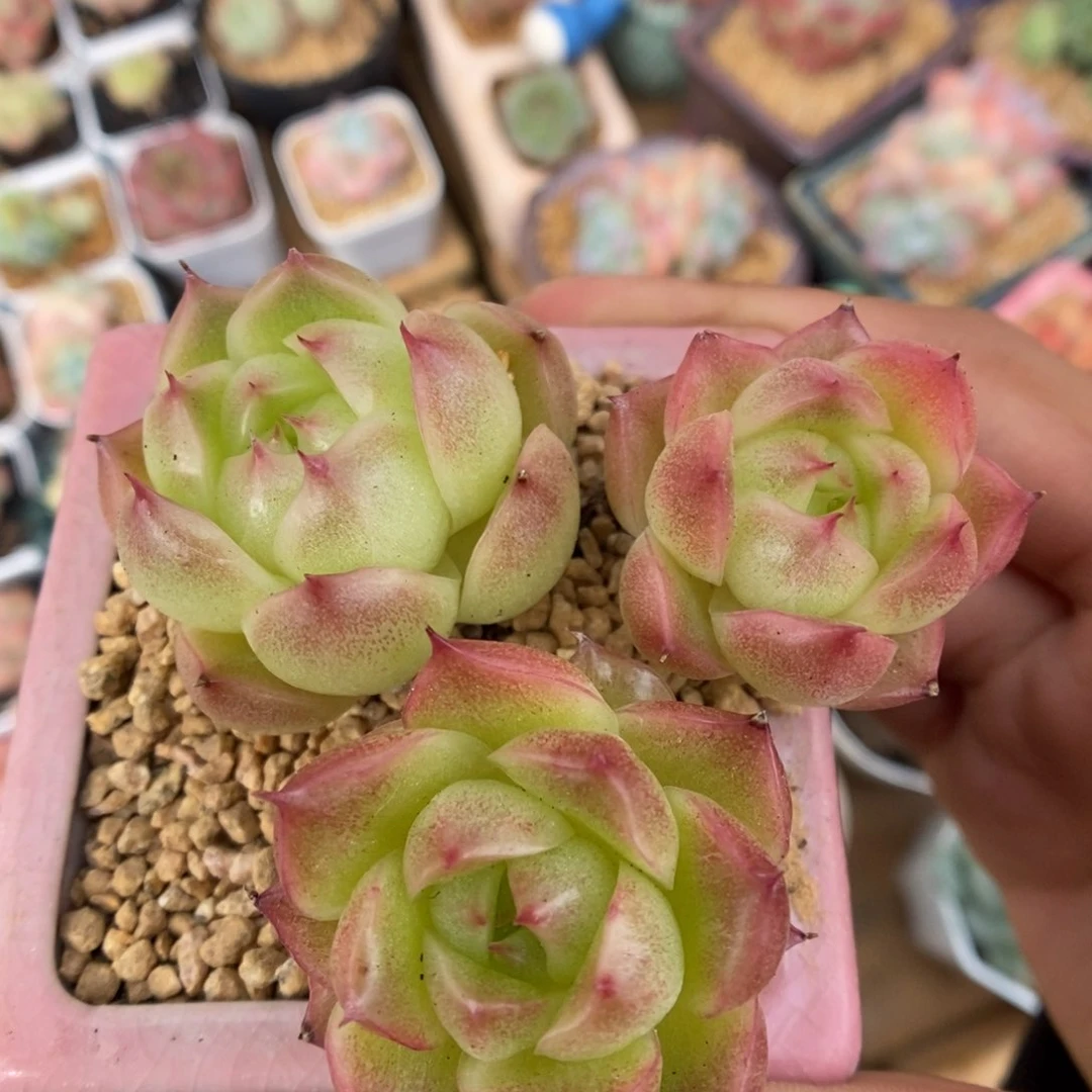 油透麦秆可拍。