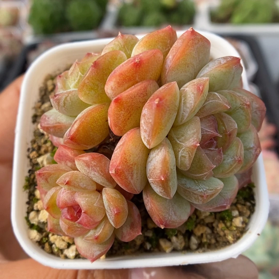 玉珠群生可拍9356号。