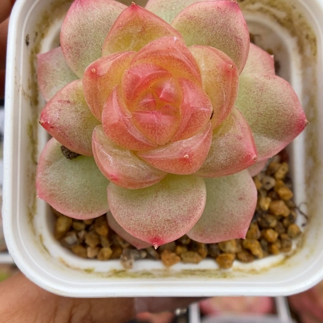 雪碧可拍9488号。