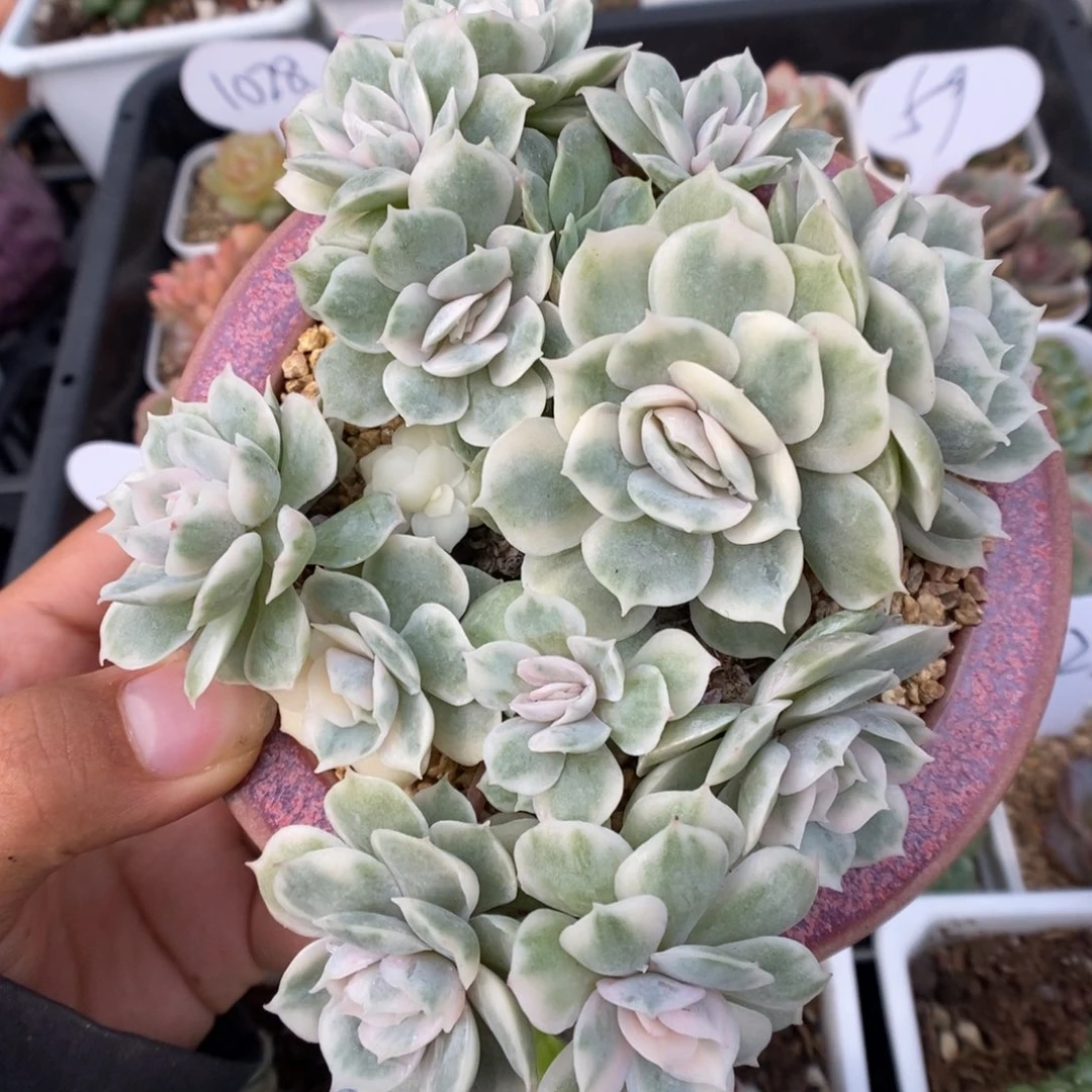 昂斯诺锦群生可拍。