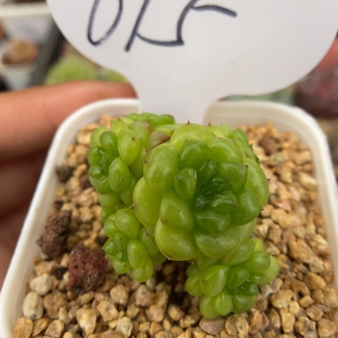绿妖七头可拍615号。