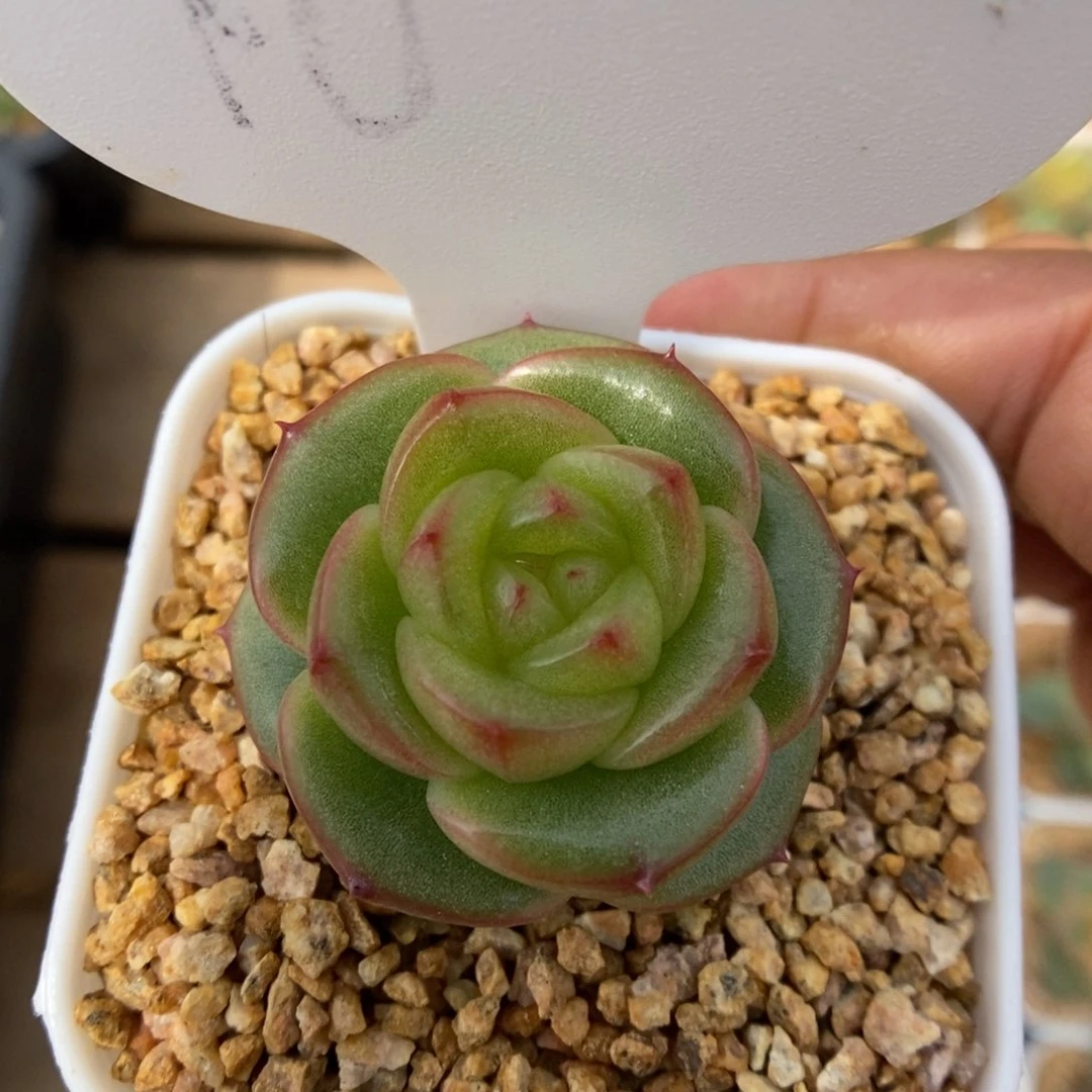 &****白玉芷单头可拍10号。