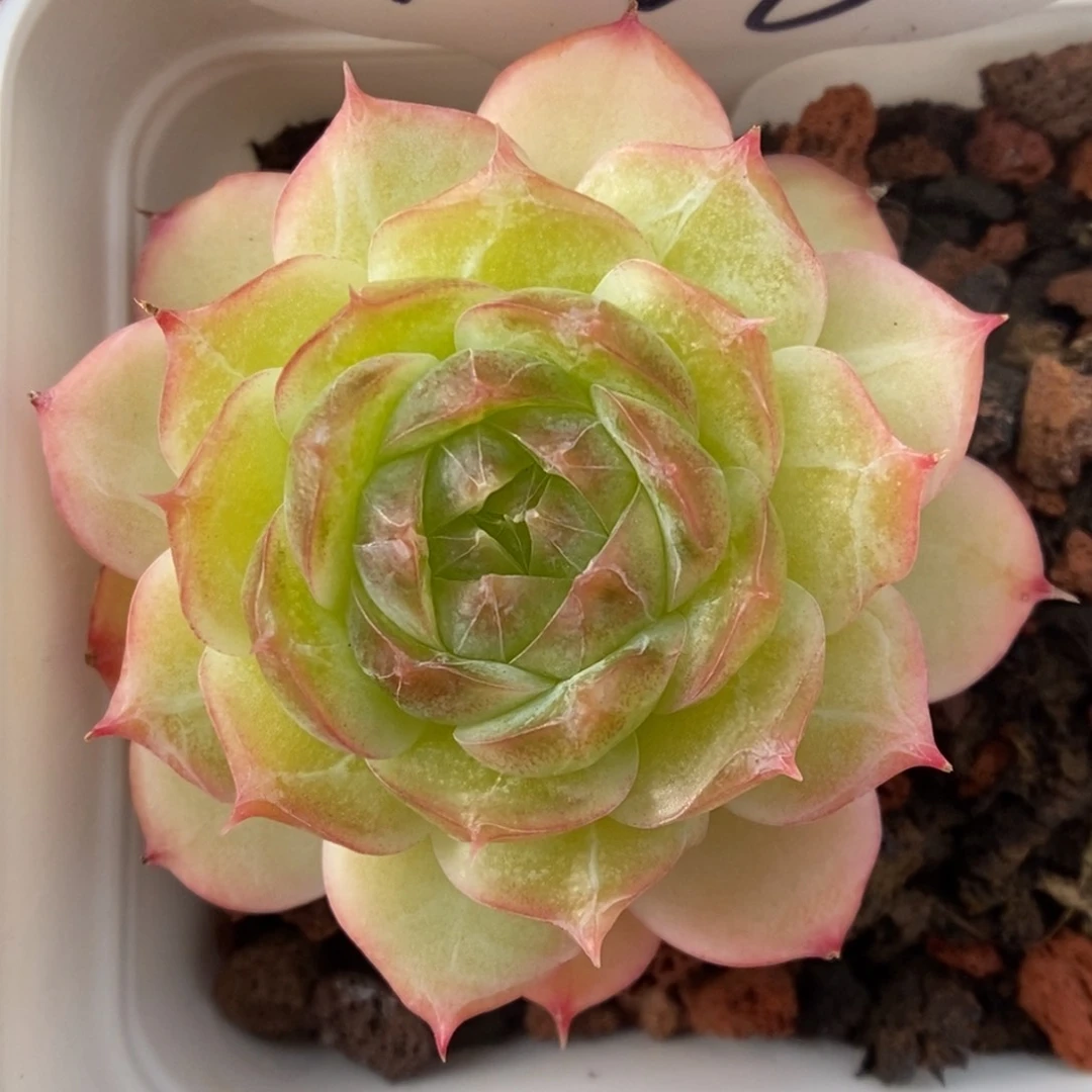 蔷薇珍妮可拍9706号