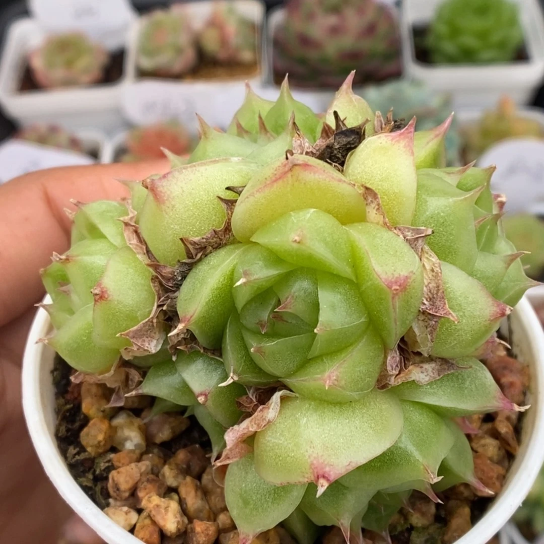 油透麦秆群生可拍。