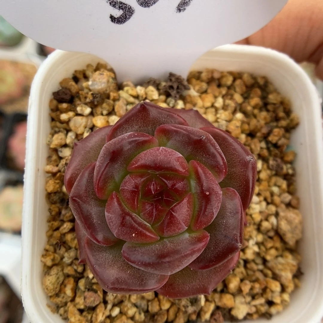 暗红油透珍妮503号