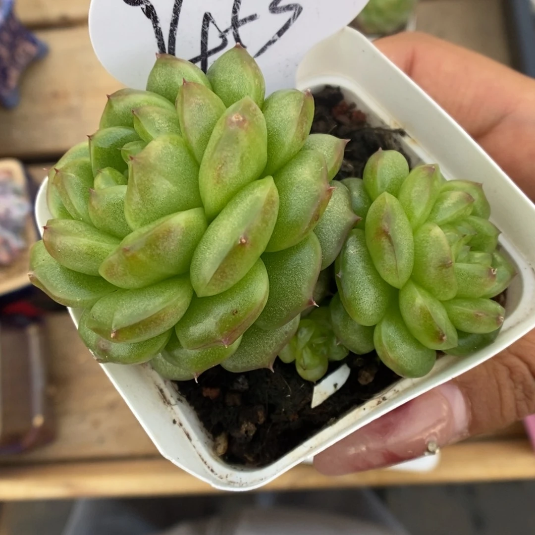 灯泡珍妮可拍9453号