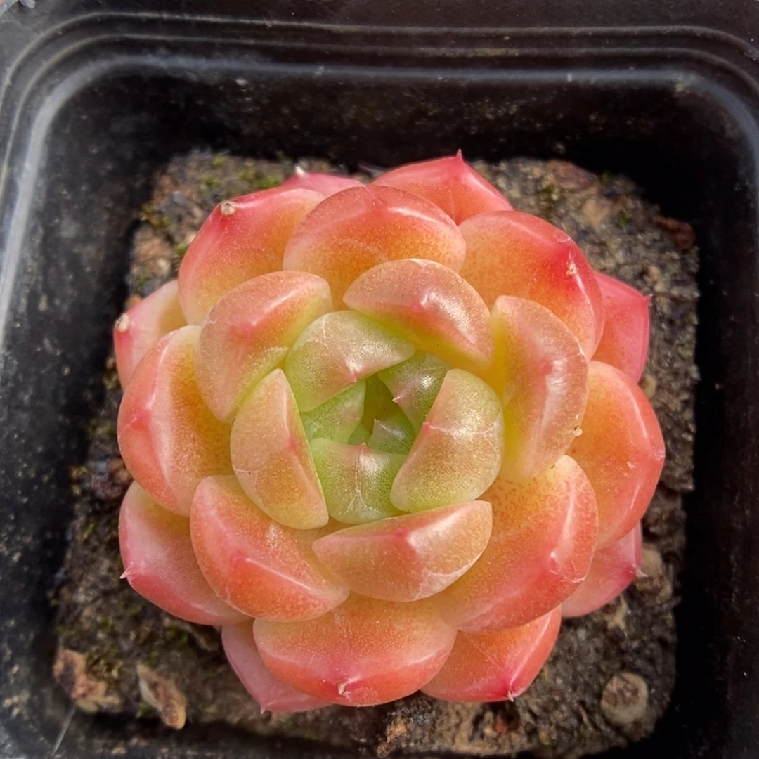 油透珍妮可拍9204