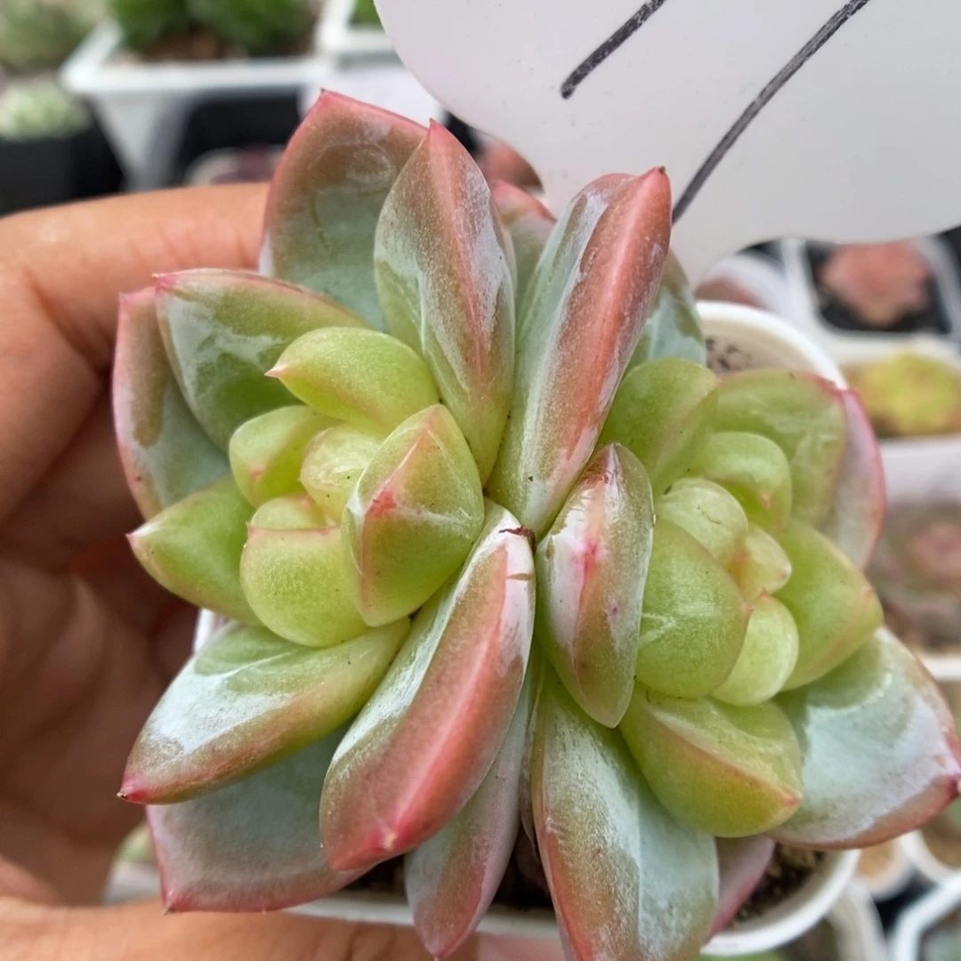 玉簪双头可拍97号。