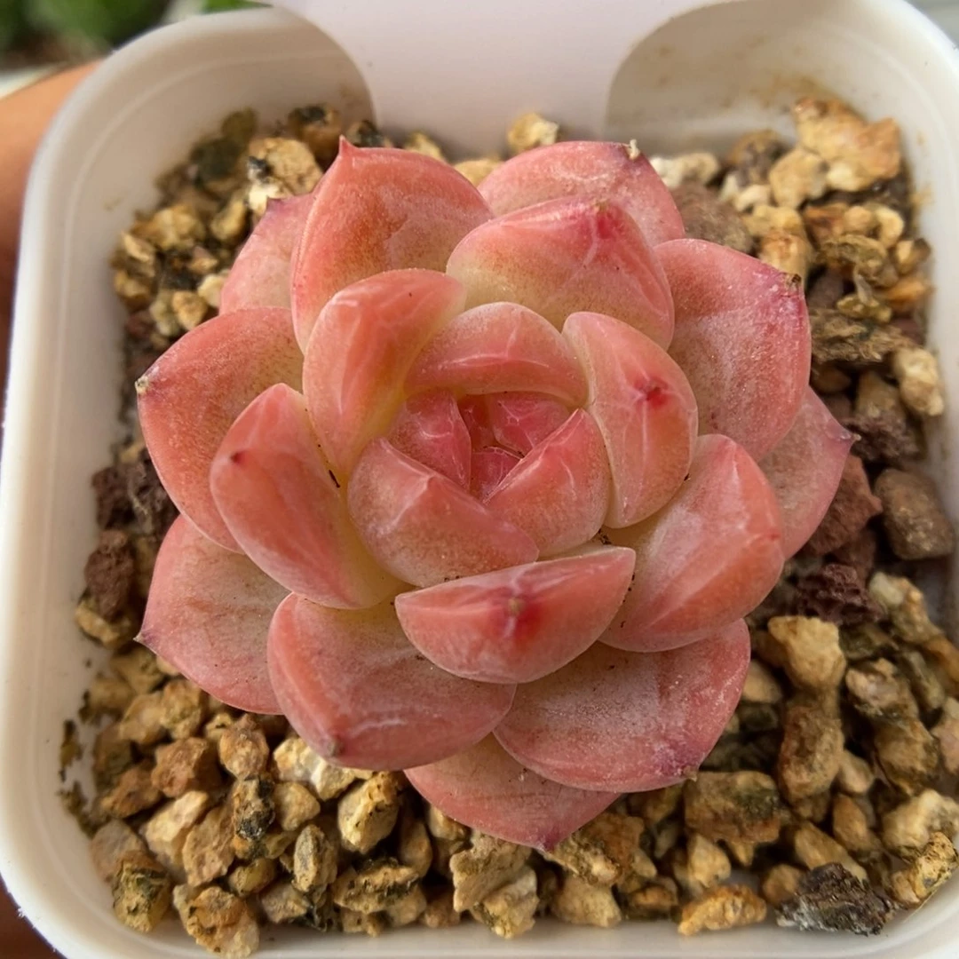 粉透珍妮可拍6004号