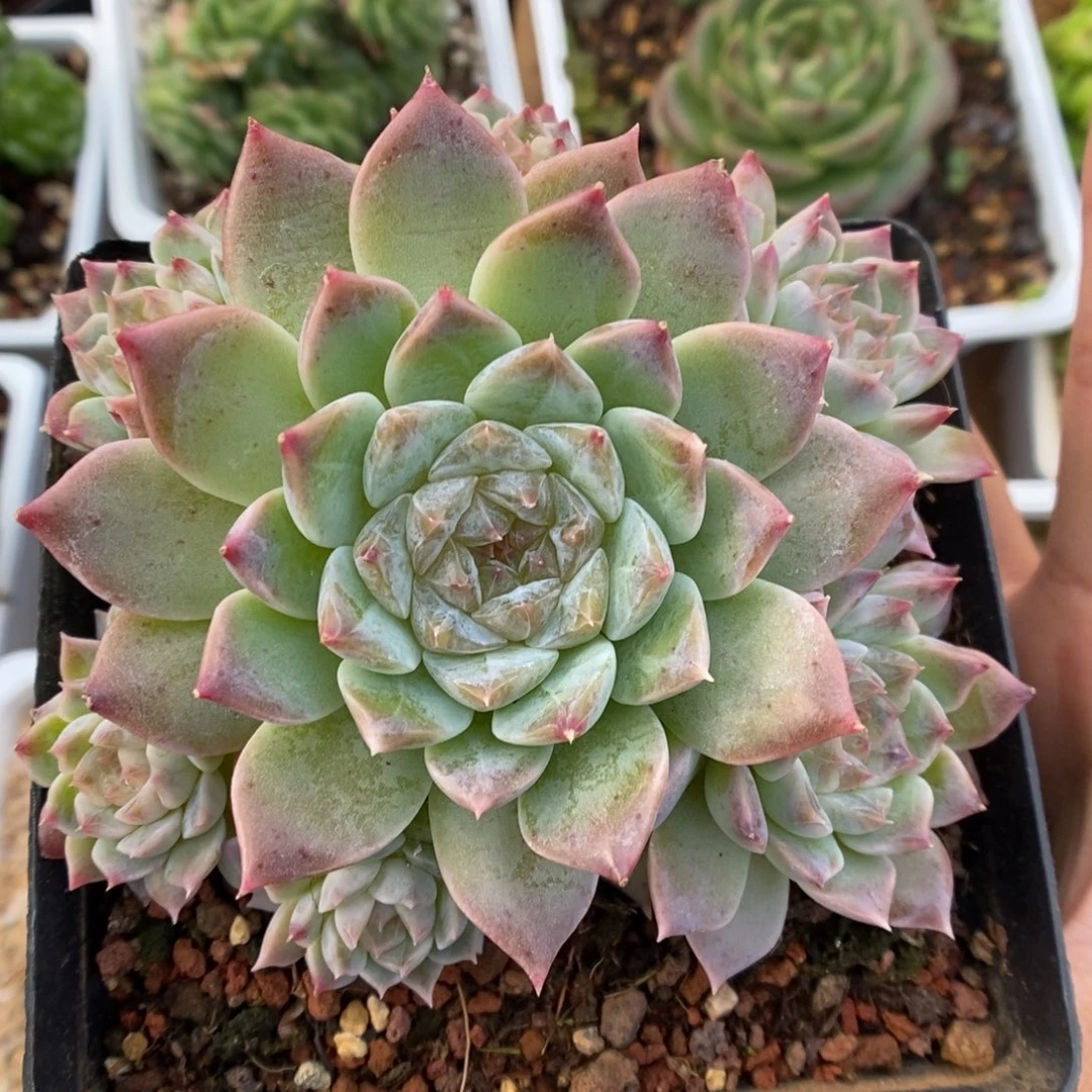 捧花冰魄群生可拍9683