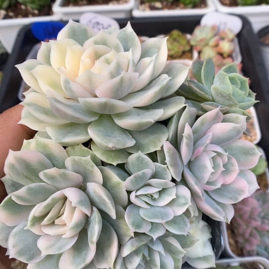 昂斯诺锦群生多头可拍。