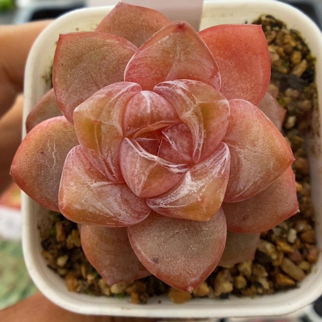 紫心珍妮可拍3202号