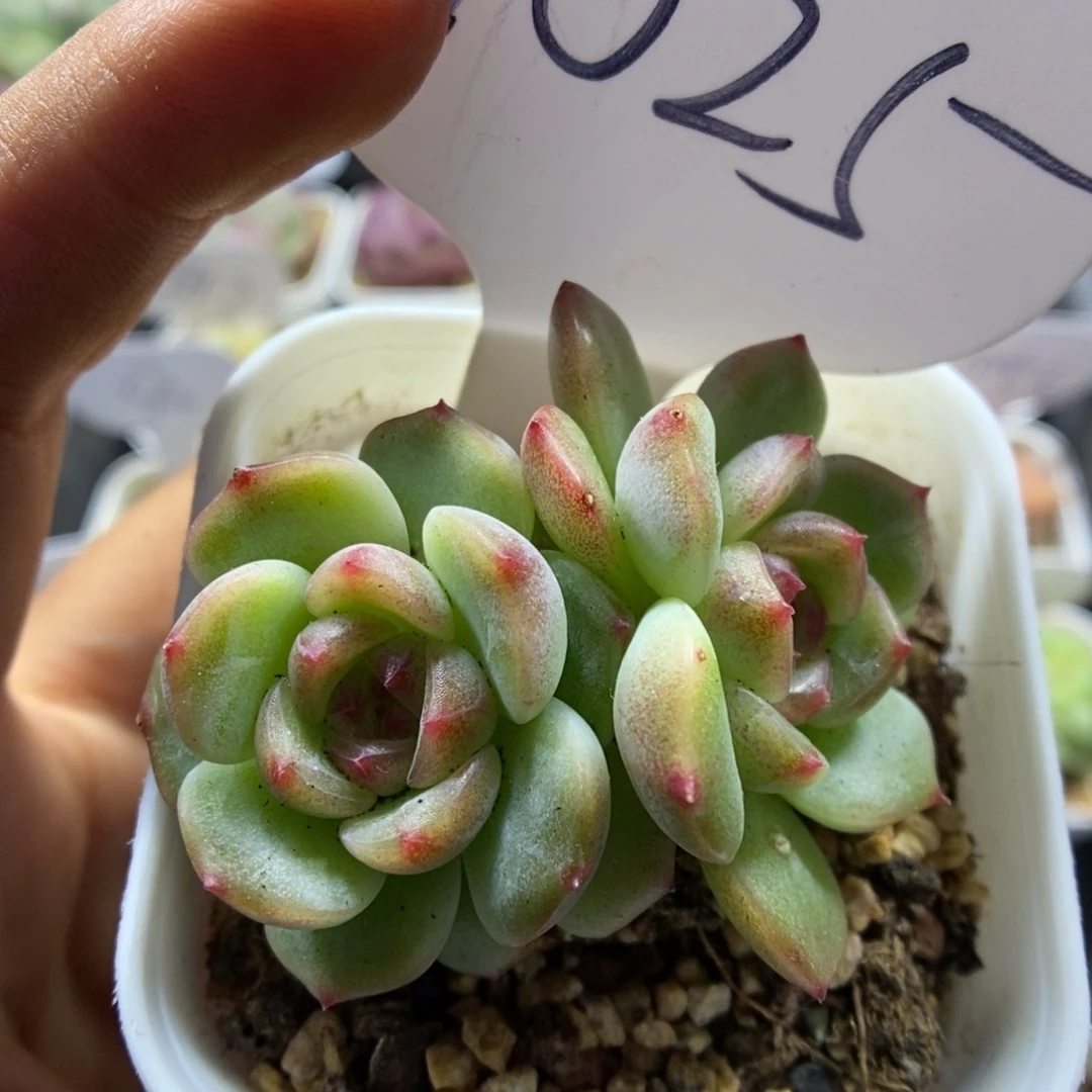 蜜糖甜心可拍双头1025号