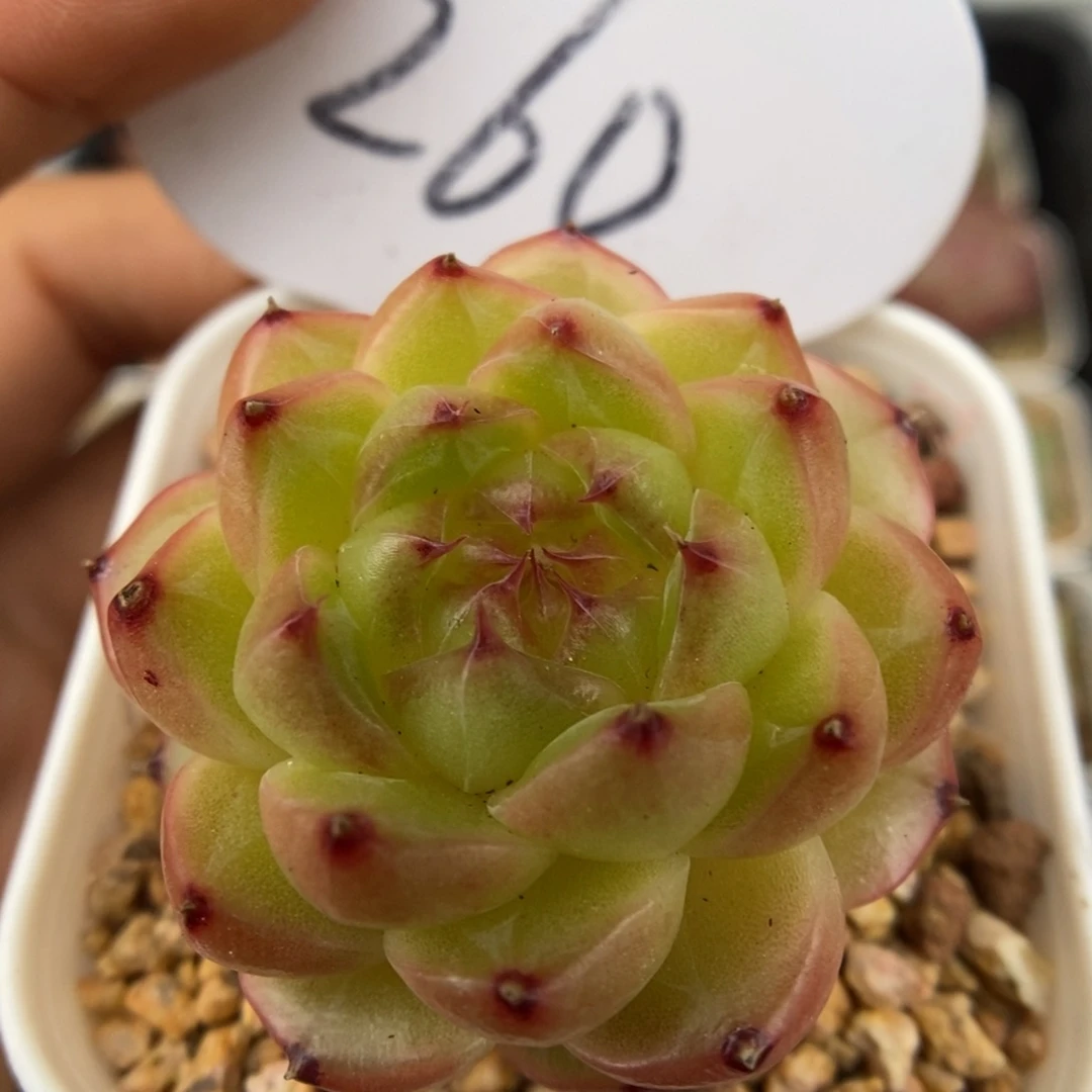 润玉珍妮可拍260号