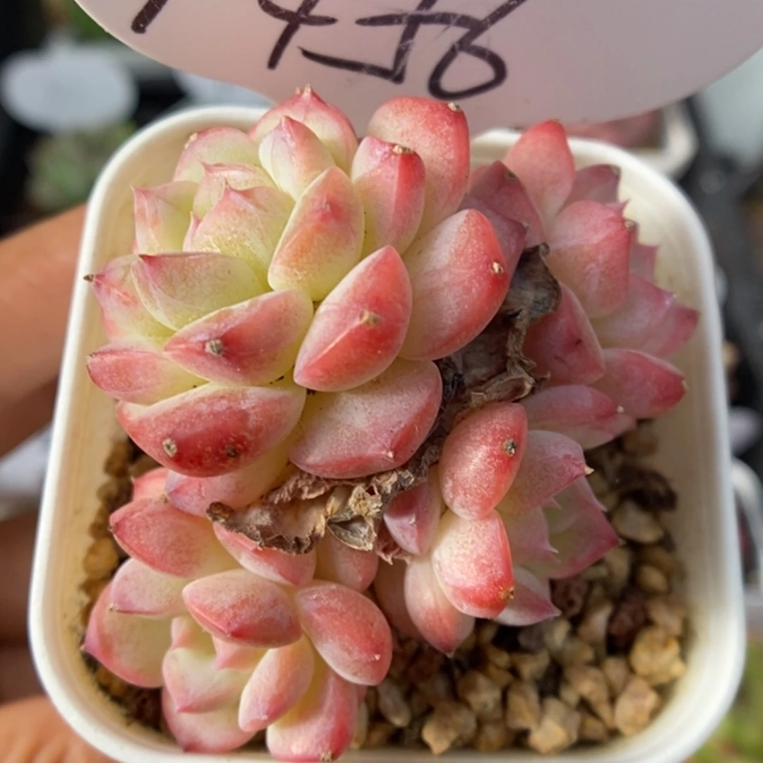 白桃汽水群生9456号