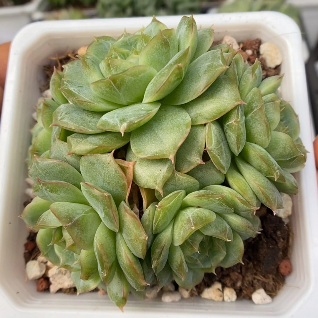 蔷薇珍妮群生五头可拍