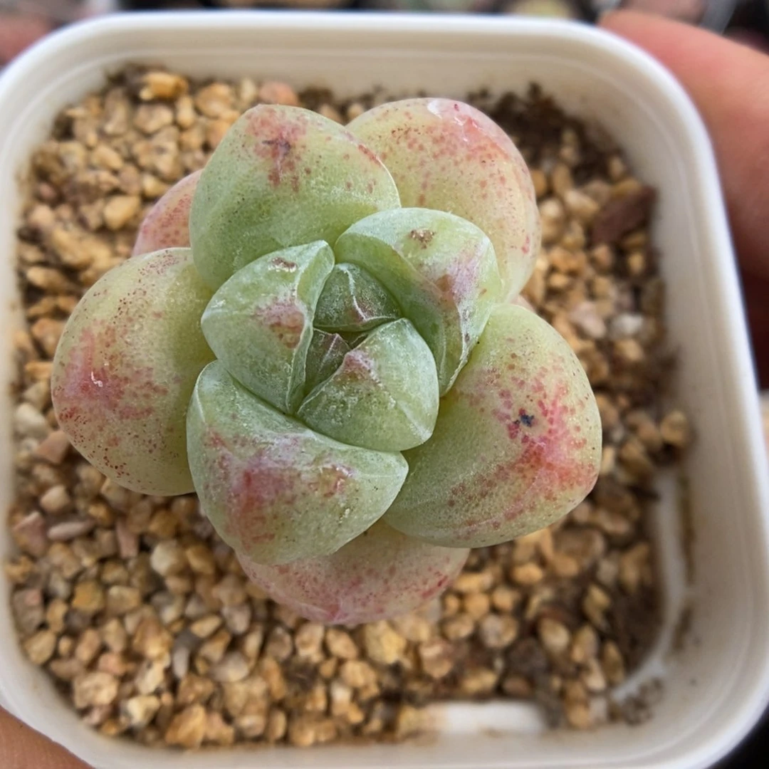 冰玉石化可拍1077号
