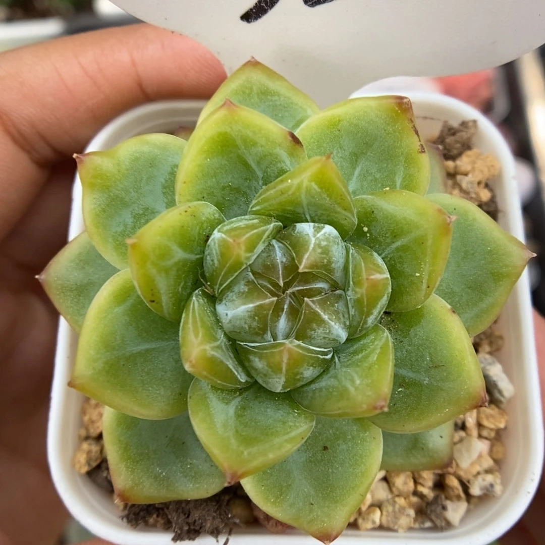 青竹珍妮可拍322号。