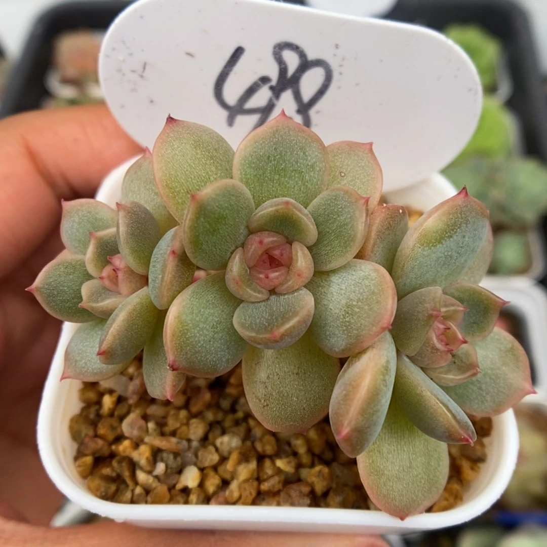 红色恋人可拍498号