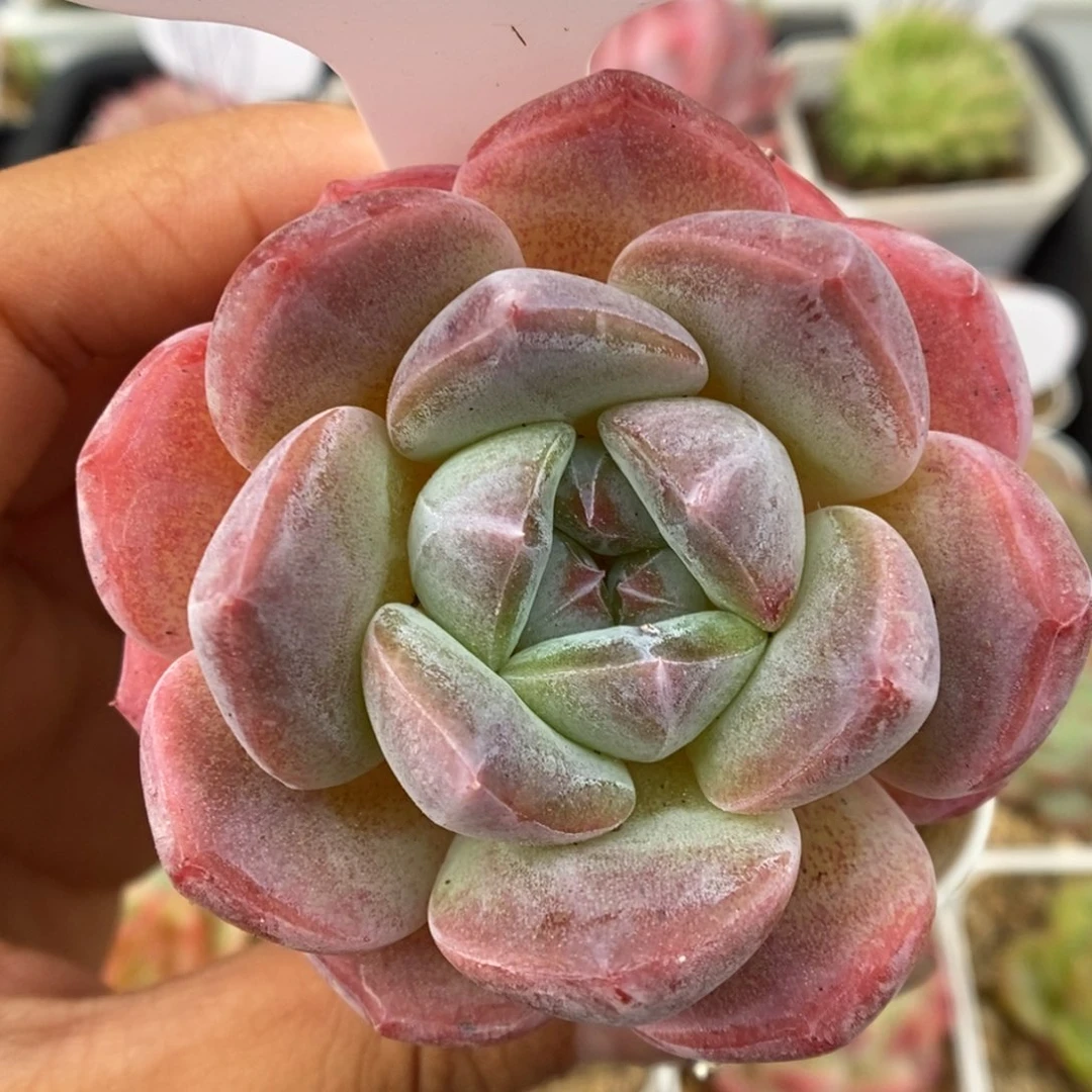 刚毅可拍9615号。