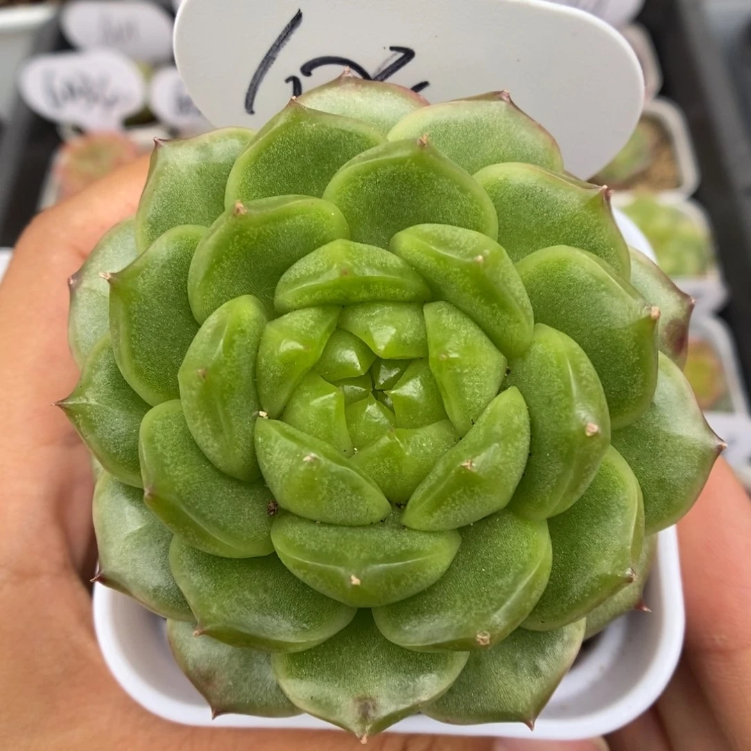 灯泡珍妮可拍1040号。