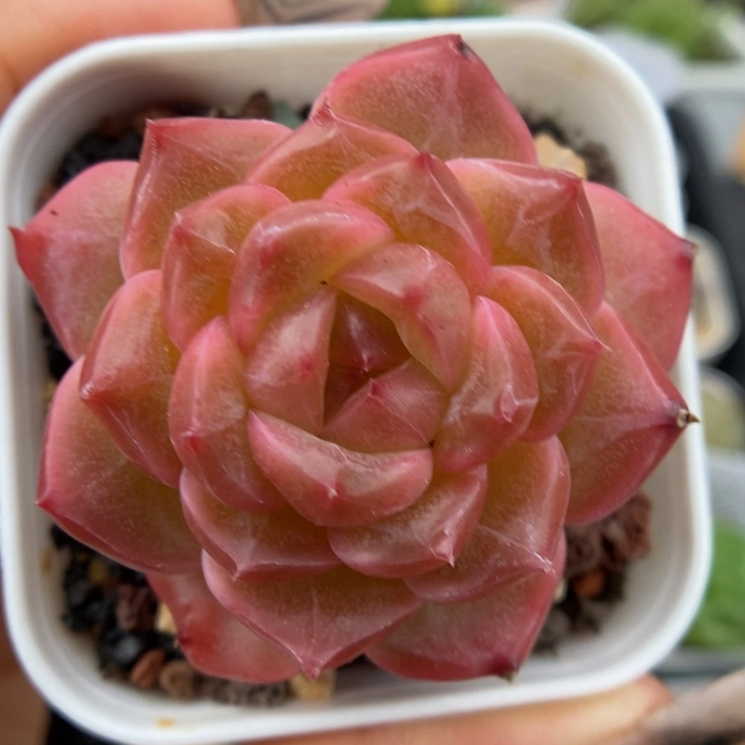 油透珍妮可拍9473号。