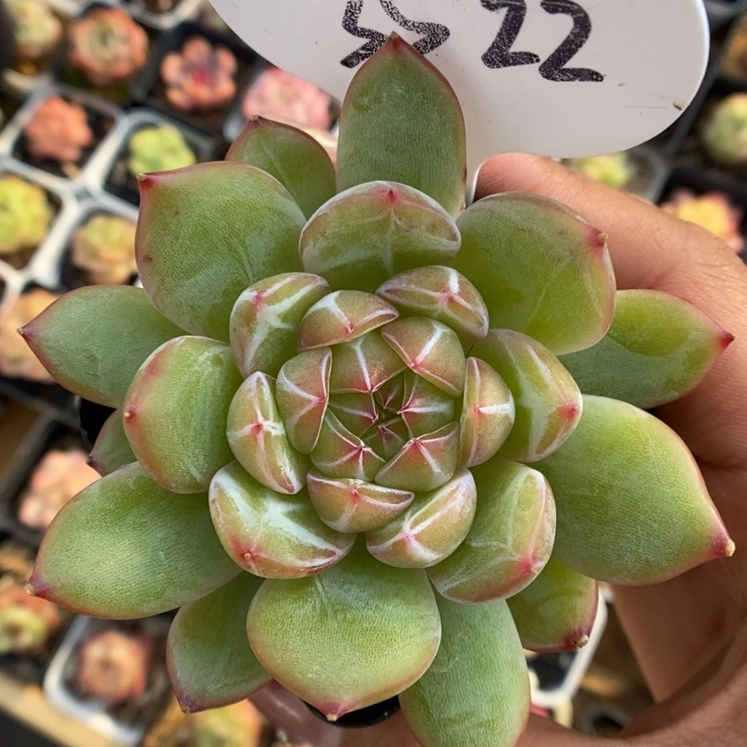 雪花珍妮可拍3522号