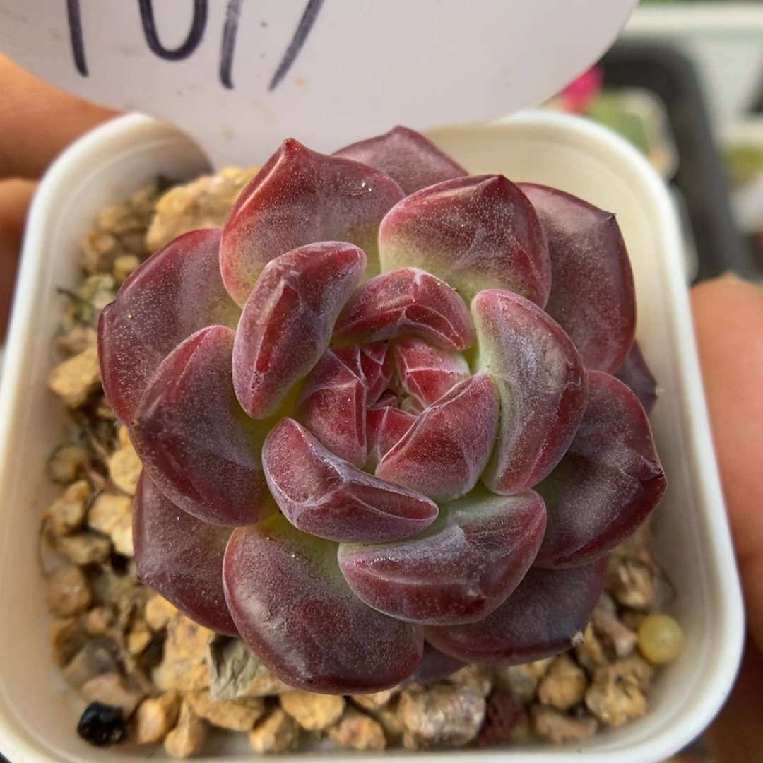 糖心琥珀可拍1019号