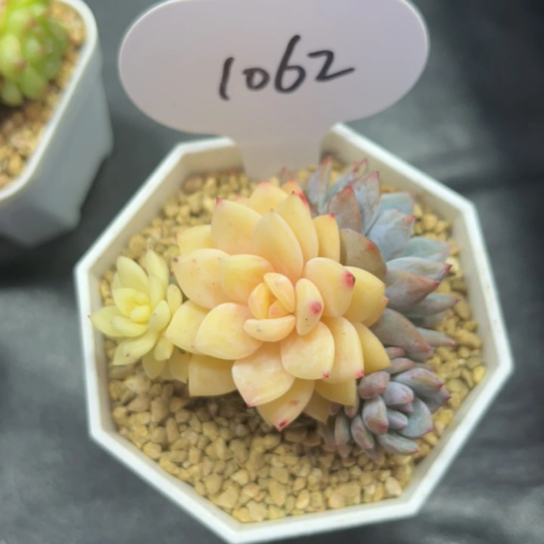 梦露锦群可拍1062多肉