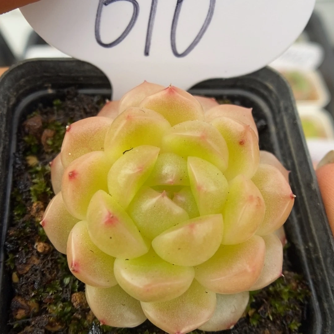 黄油透珍妮可拍610号。
