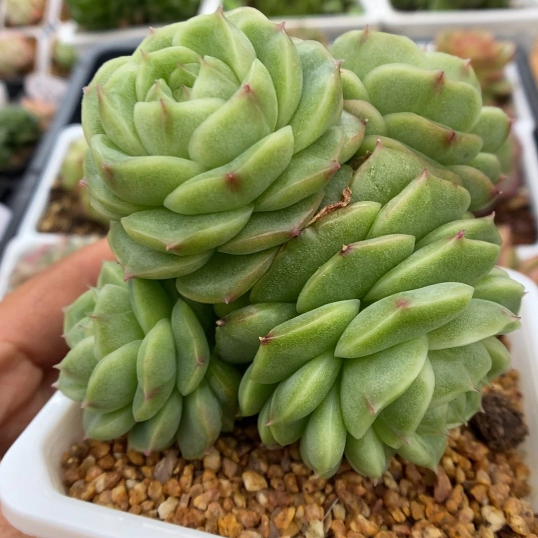 珍妮麦杆群生可拍3597号