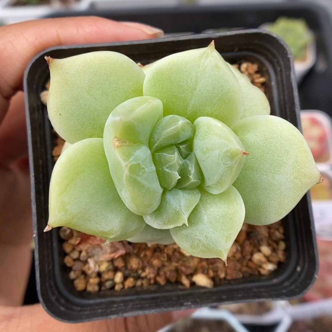 珍妮锦可拍。