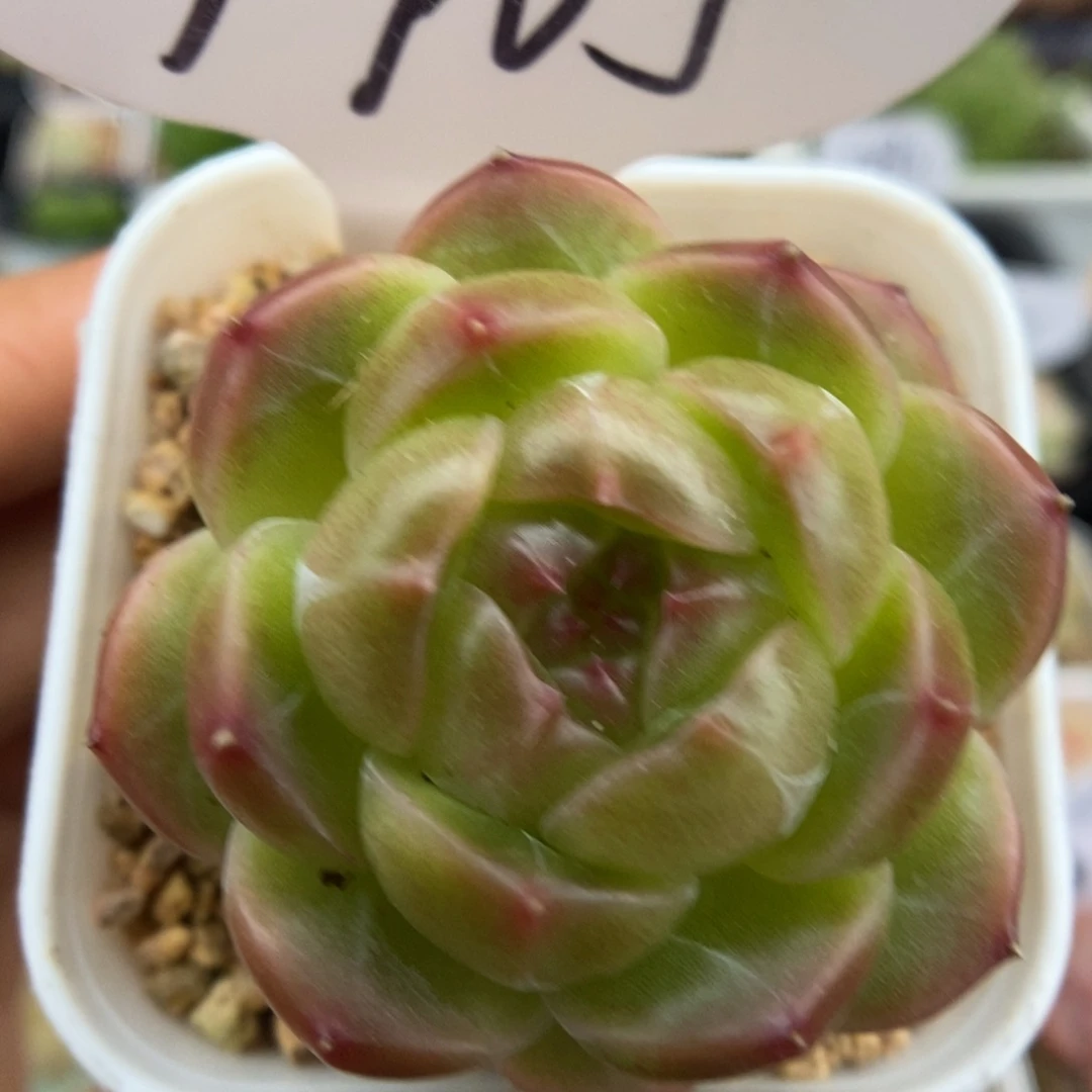 熊猫珍妮可拍9705号